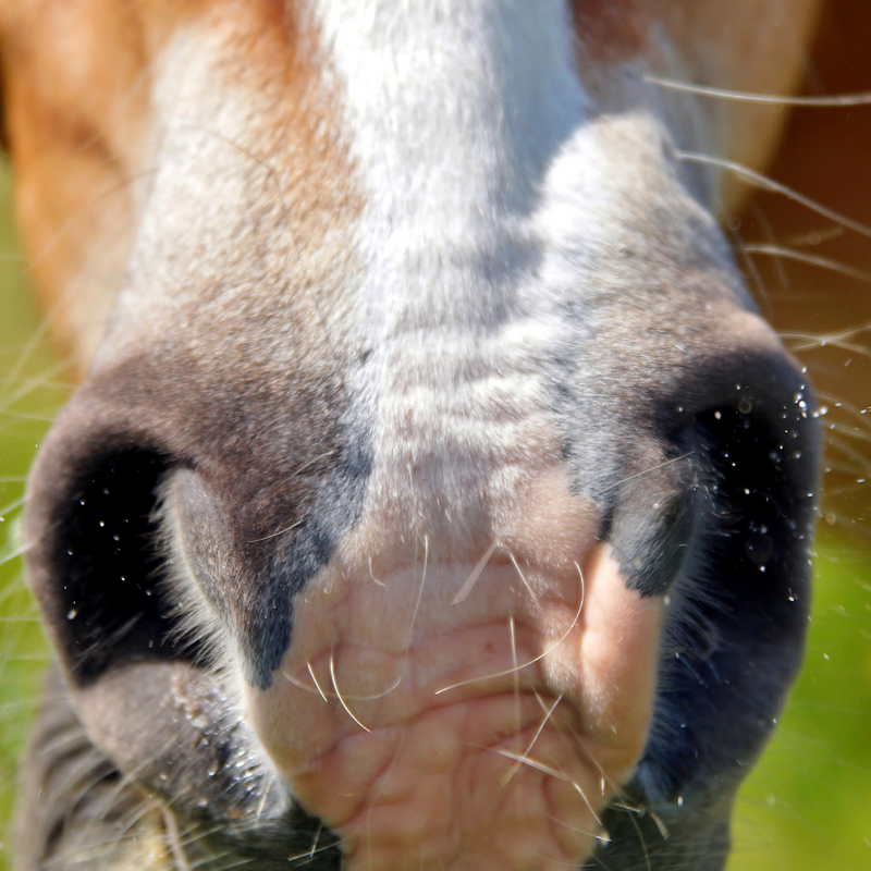 Zonnebrand bij Paarden